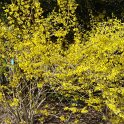 Forsythia ovata 'Tetragold' P9